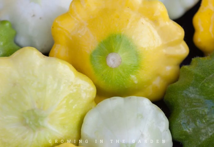 How to Grow Patty Pan Squash - Growing In The Garden Growing patty pan squash