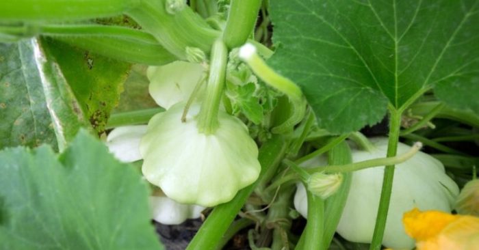 How to Grow Patty Pan Squash | The Evergreen Acre Growing patty pan squash