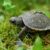 Turtle Vine Care Guide A Comprehensive Guide