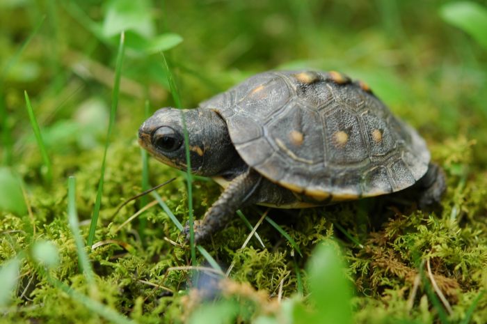 Turtle Vine Care Guide A Comprehensive Guide