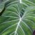 Philodendron Mayoi Care Guide A Deep Dive