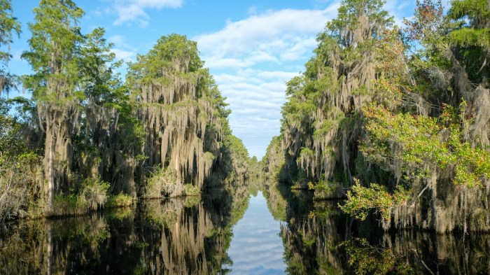 Controversial mine could threaten iconic Okefenokee Swamp Swamp white oak plant profile