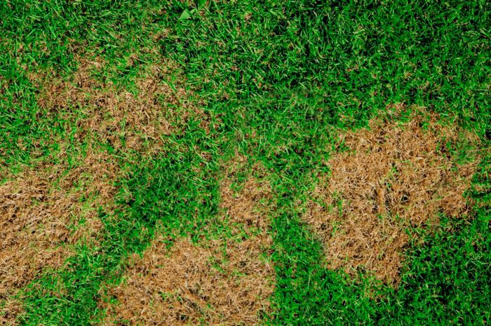 Brown Patches on Lawn A Comprehensive Guide