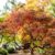 Inaba Shidare Japanese Maple Guide A Deep Dive