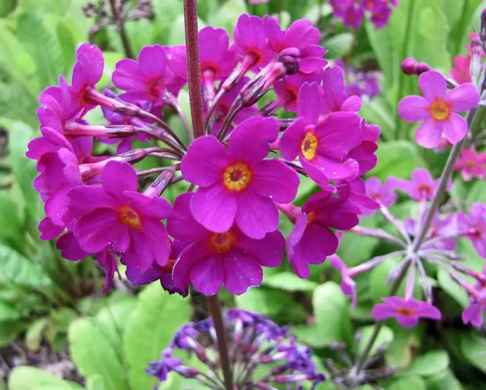 Primrose Bold Beyond the Wallflower