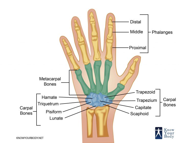 Hand Bones - Anatomy, Structure and Diagram