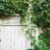Perennial Vines for Shade A Gardeners Guide