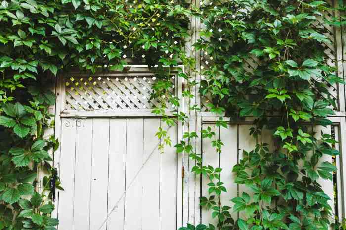 Perennial Vines for Shade A Gardeners Guide